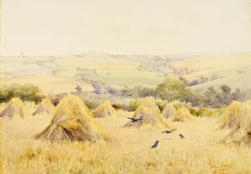 View of a Cornfield with Rooks